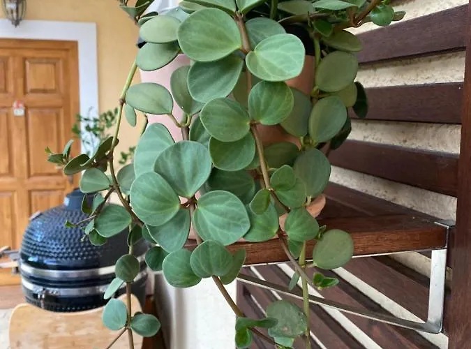 The Nook - Balatonkiliti 펜션 시오포크