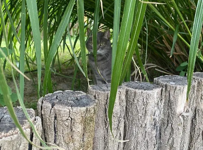 The Nook - Balatonkiliti *